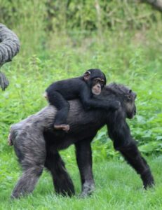 Pictured are two bonobos, there is an adult bonobo walking on all fours towards a tree through a grass patch. The second bonobo is a baby bonobo laying across the adult with its head on the shoulder.